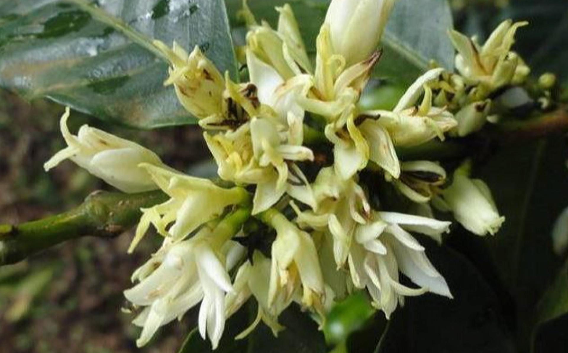 Flor estrelinha: um tema que desperta, em todo ano de calor e seca, a  curiosidade do cafeicultor - Guy Carvalho