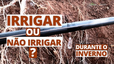Imagem do Irrigar ou não irrigar no inverno?