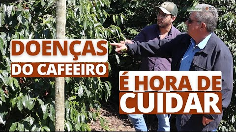 Imagem do Doenças do cafeeiro: é hora de cuidar